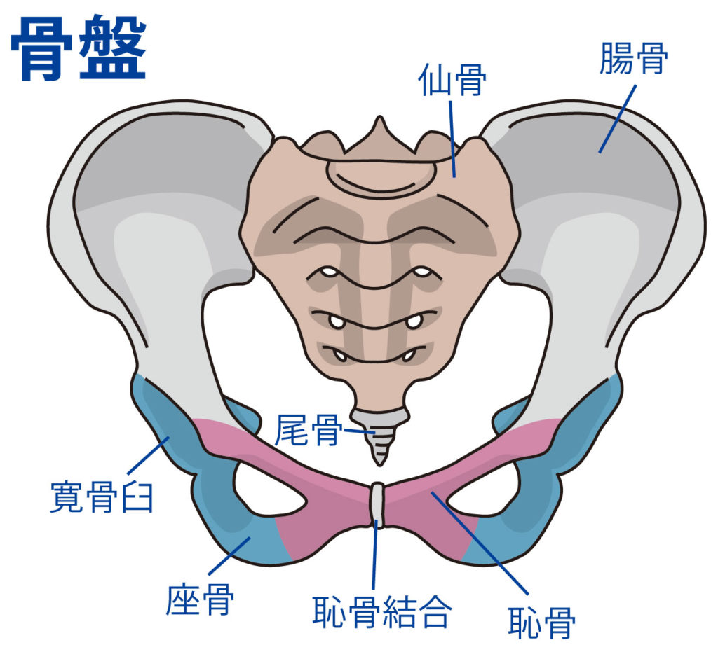 恥骨メソッド